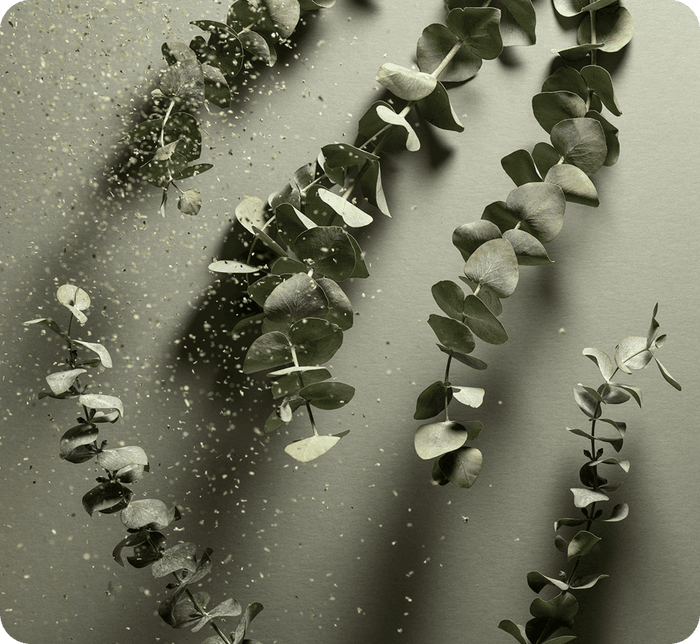 EUCALYPTUS